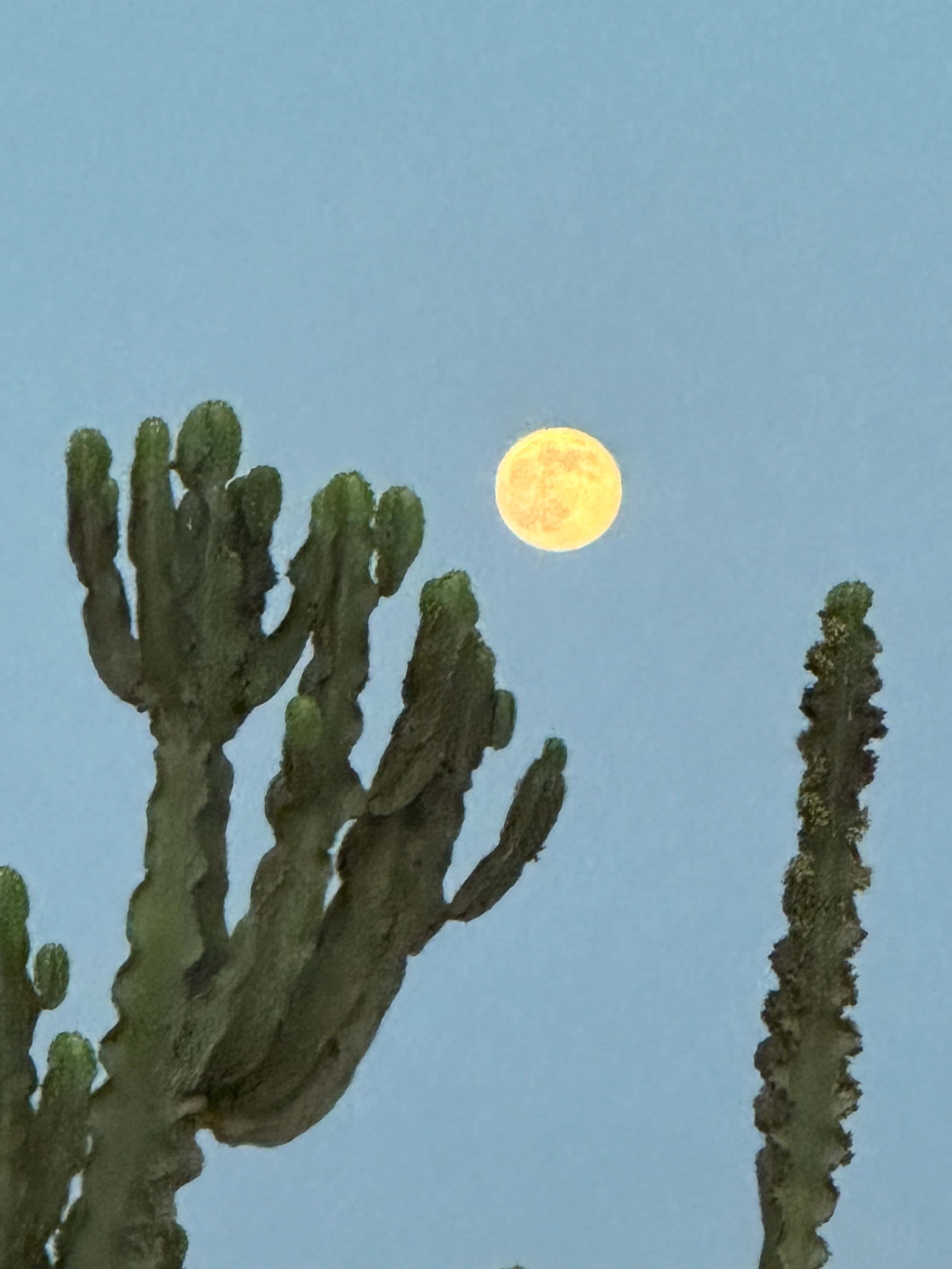 Photo 6 du portfolio - Moments de vie du développeur web Maxime Farineau à Biarritz, passionné de surf et création de sites web