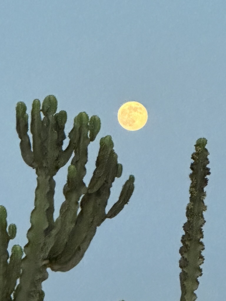 Photo 3 du portfolio - Moments de vie du développeur web Maxime Farineau à Biarritz, passionné de surf et création de sites web